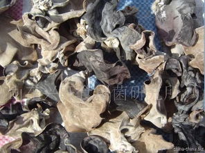 木耳菌種與食用菌菌種的國際貿易 機遇、挑戰與規范路徑