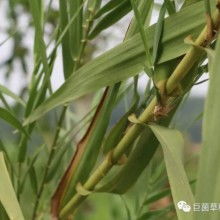 2018年食用菌菌種市場分析 價格、批發與進出口趨勢