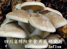 離褶傘栽培技術全攻略 菌種選擇、培育要點與行業資源整合