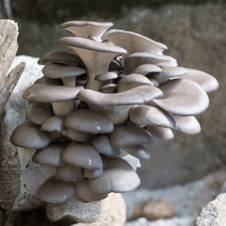 菌豐食用菌 平菇菌種購買新指南與產業進出口新出路