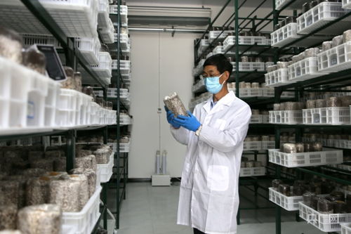 慶陽食用菌基地自主研發(fā)液體菌種獲突破，成功實(shí)現(xiàn)首次接種