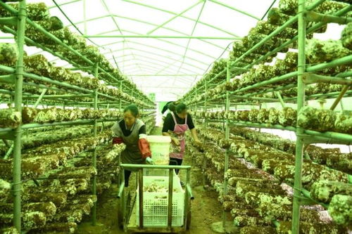 助農(nóng)團(tuán)團(tuán)丨發(fā)展食用菌產(chǎn)業(yè)，以菌種進(jìn)出口撐起鄉(xiāng)村“致富傘”