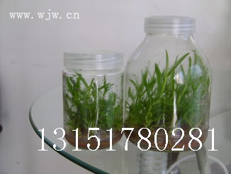 專業(yè)玻璃瓶制造助力食用菌產(chǎn)業(yè) 從菌種瓶到蟲草瓶的全產(chǎn)業(yè)鏈解析