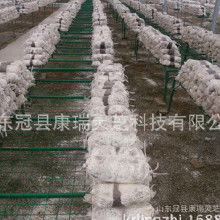 食用菌菌種產(chǎn)業(yè)鏈探析 加工價(jià)格、批發(fā)市場、廠家與進(jìn)出口貿(mào)易