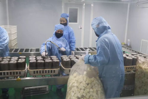 加大研發(fā)力度，發(fā)展優(yōu)質(zhì)食用菌產(chǎn)品，促進菌種進出口繁榮