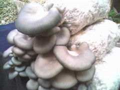 河北菌種供應(yīng)與食用菌技術(shù)培訓及進出口服務(wù)全解析