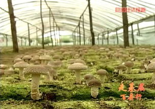 2015年河北進出口食品平穩(wěn)增長，食用菌菌種貿(mào)易表現(xiàn)亮眼