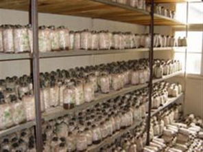 慶元縣食用菌科研中心 香菇菌種“慶元9015”與“花菇939”產(chǎn)品報價及進出口業(yè)務(wù)解析