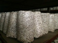 食用菌菌種進出口 全球貿(mào)易與產(chǎn)業(yè)發(fā)展的關(guān)鍵紐帶