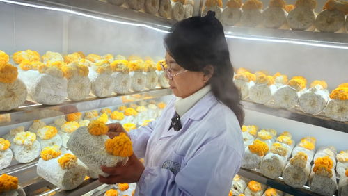 閩寧協(xié)作再譜新篇 大武口區(qū)“黃金菌”引育與菌種進出口取得階段性成果