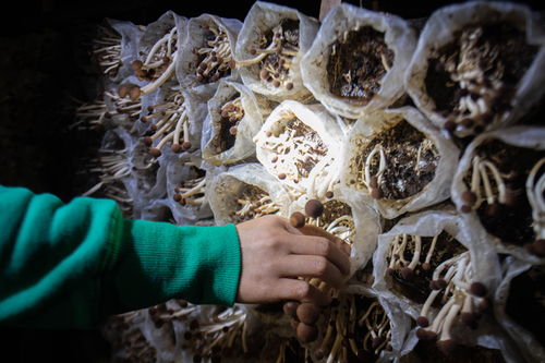 家門口的扶貧產(chǎn)業(yè)復(fù)工忙，食用菌菌種進出口激活鄉(xiāng)村經(jīng)濟新動能